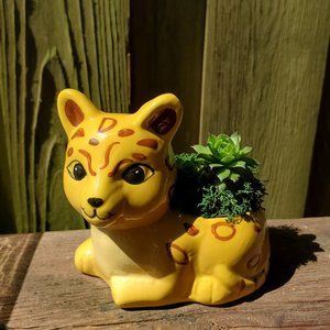 Jaguar Animal Planter with Succulent